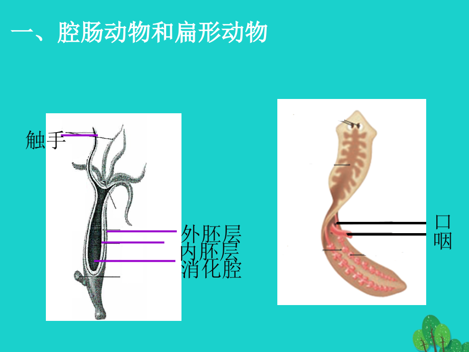 2018年秋期八年级生物上学期总复习课件 （新版）新人教版_第4页