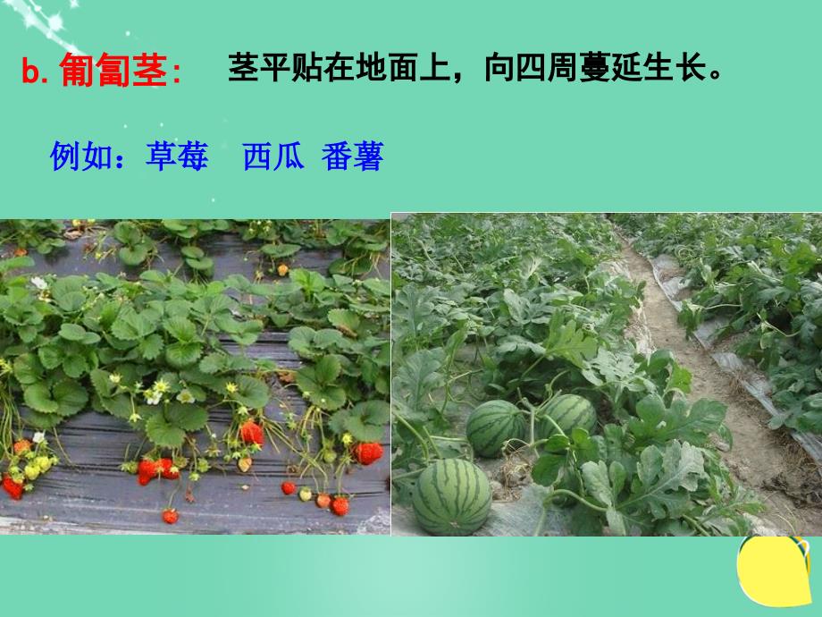 2018春八年级科学下册 4.4《植物的茎与物质运输》课件1 浙教版_第3页