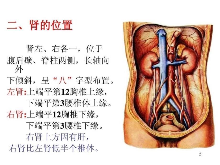 ---肾的应用解剖学_第5页
