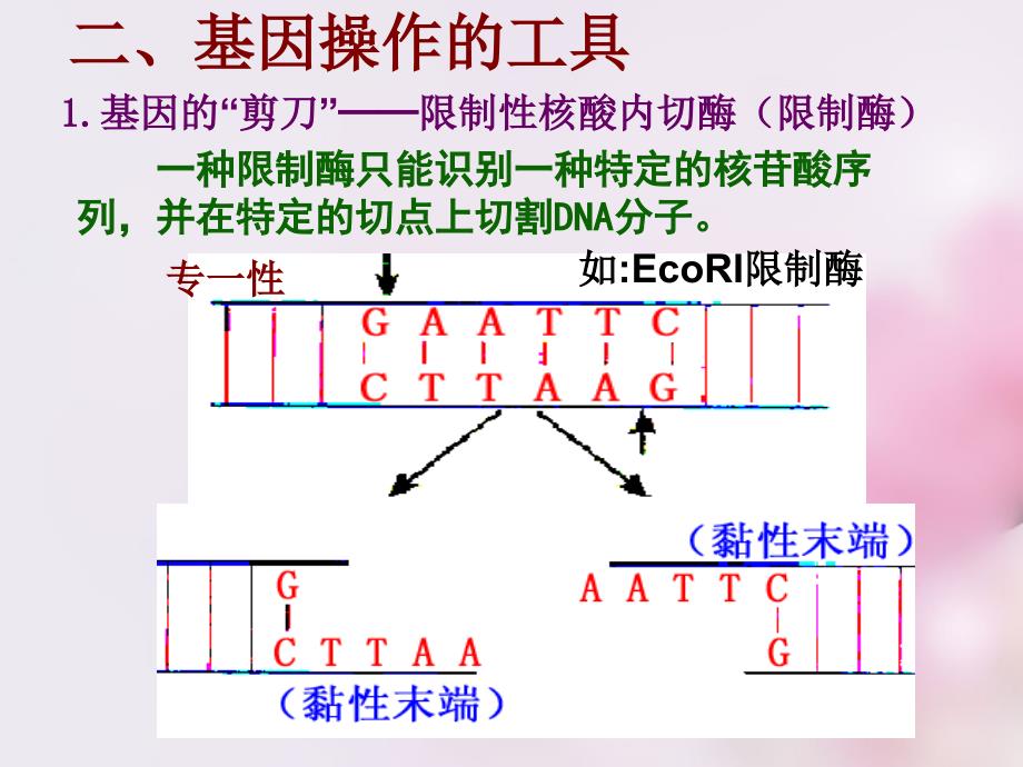 2017-2018高中生物 6.2 基因工程及其应用课件 新人教版必修2_第4页