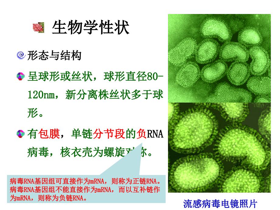 呼吸道感染病毒、肠道感染病毒 ()_第3页