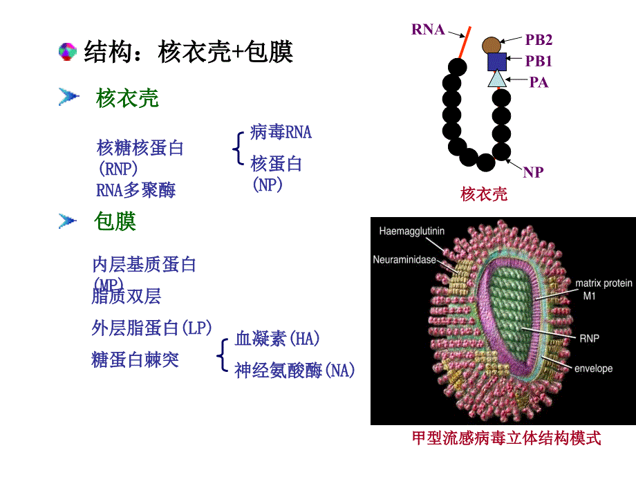 呼吸道感染病毒、肠道感染病毒 ()_第4页