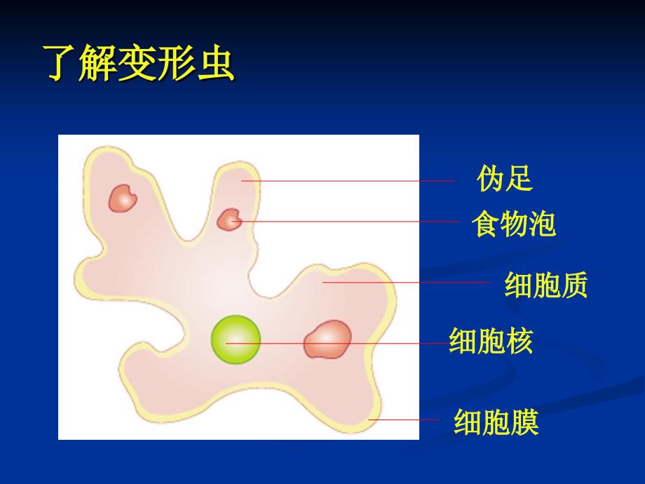 3.2.1 细胞是生命活动的单位 课件 北师大七年级上.ppt_第2页