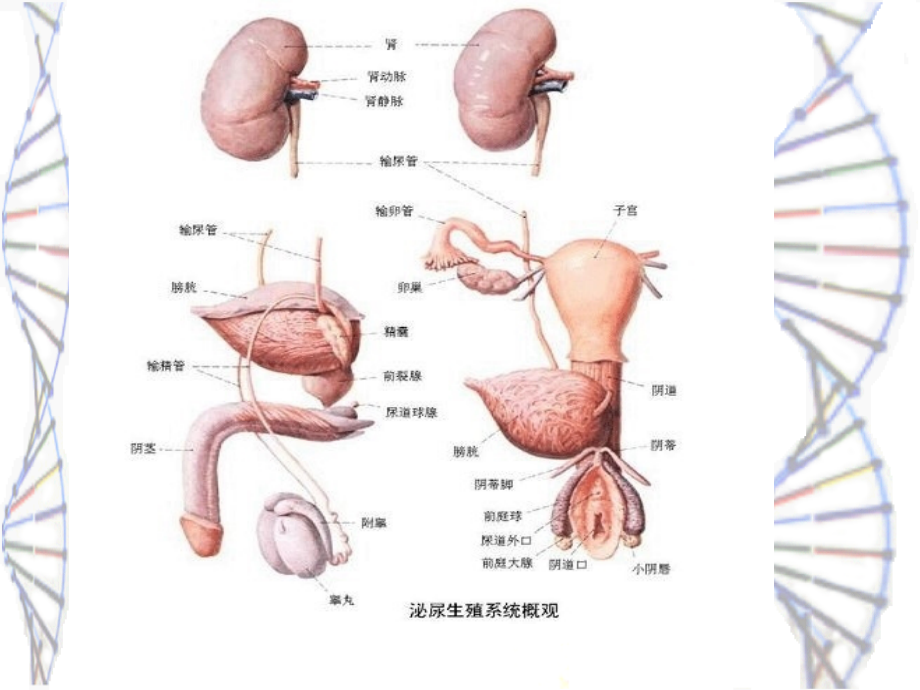 【泌尿系统】泌尿生殖系统解剖_第4页