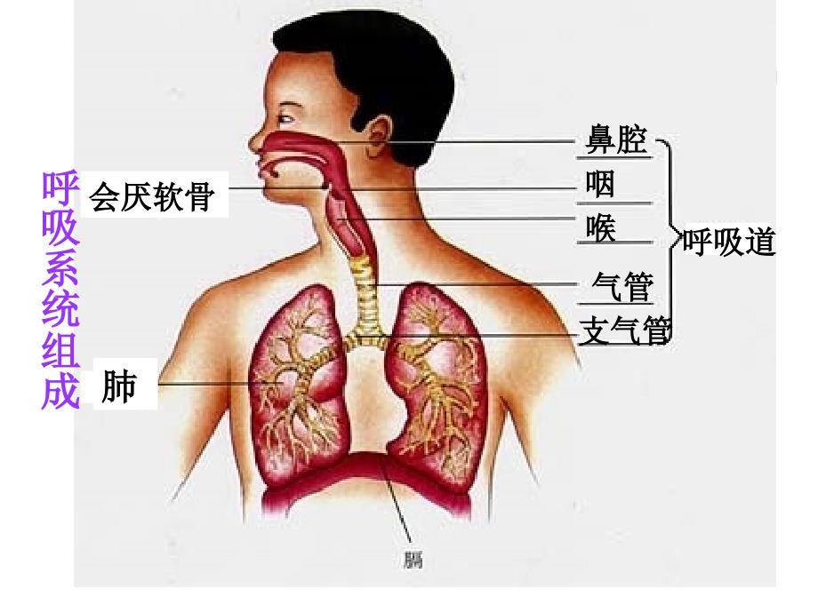 3.1 呼吸道对空气的处理 课件（人教版七年级下）(1).ppt_第2页