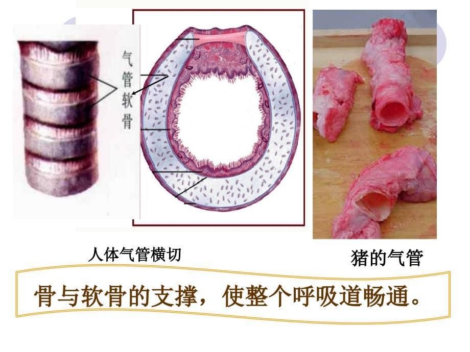 3.1 呼吸道对空气的处理 课件（人教版七年级下）(1).ppt_第5页