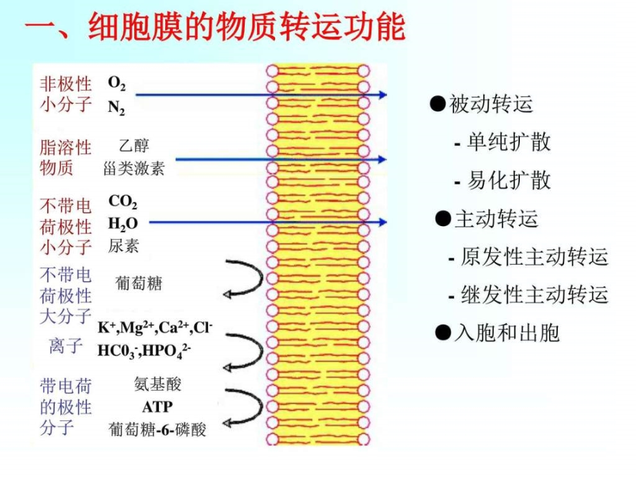 生理课件-细胞的基本功能_第4页