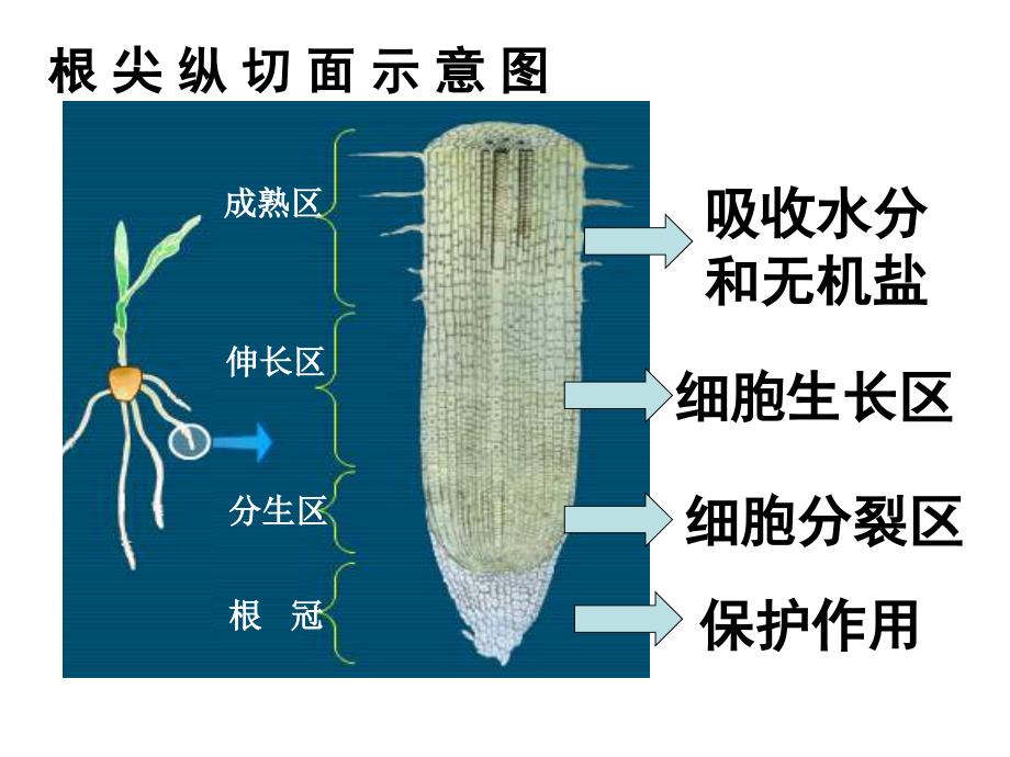 3-3-2 水分进入植物体内的途径 课件 (新人教版七年级上).ppt_第4页