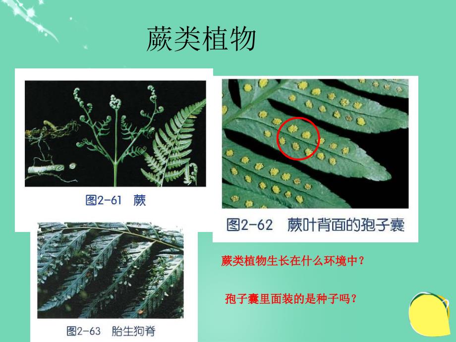 2018秋七年级科学上册 2.5《常见的植物》（第2课时）课件 浙教版_第3页