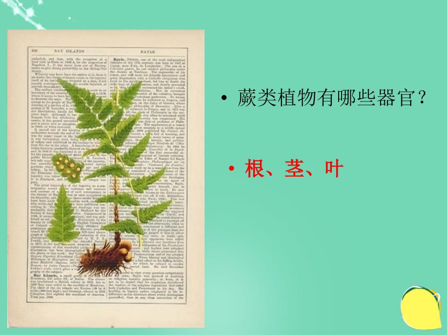 2018秋七年级科学上册 2.5《常见的植物》（第2课时）课件 浙教版_第4页