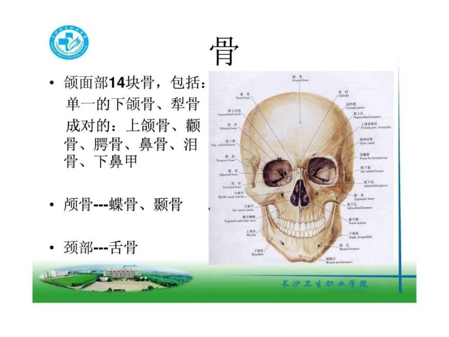口腔颌面系统解剖上颌骨 ()_第3页