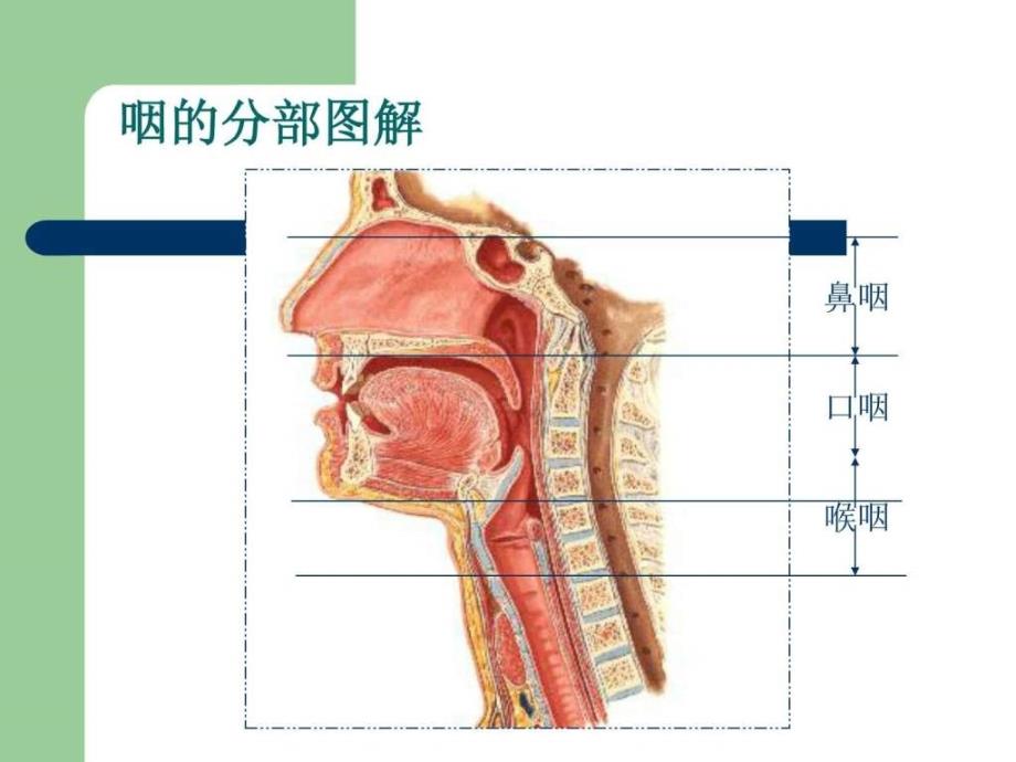 咽科解剖生理_第4页