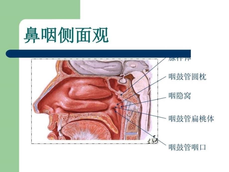 咽科解剖生理_第5页