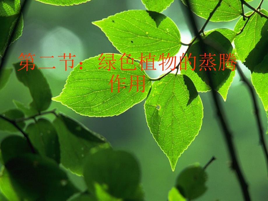 3.2.6 绿色植物的蒸腾作用 课件 济南版七年级上.ppt_第3页