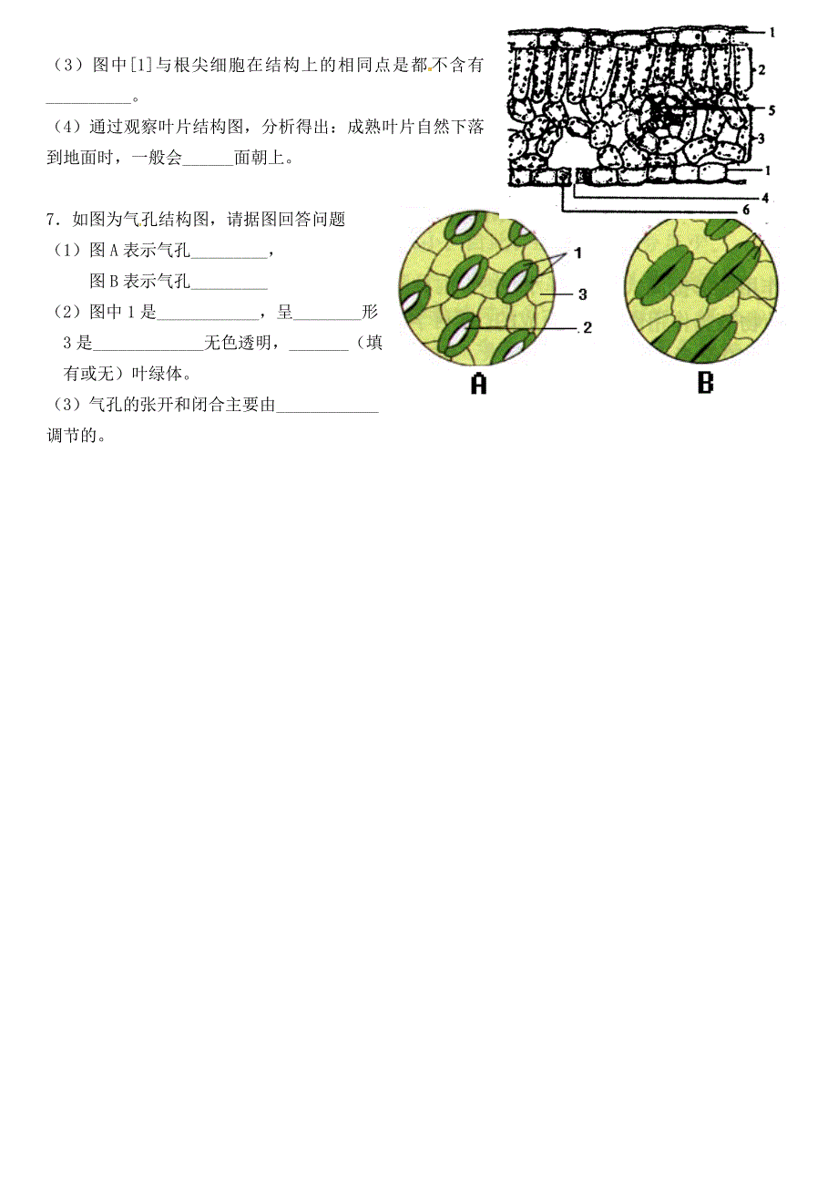 山东省沂源县沂河源学校六年级生物下册 第三单元 第三章 绿色植物与生物圈的水循环复习导学案 鲁科版五四制_第3页