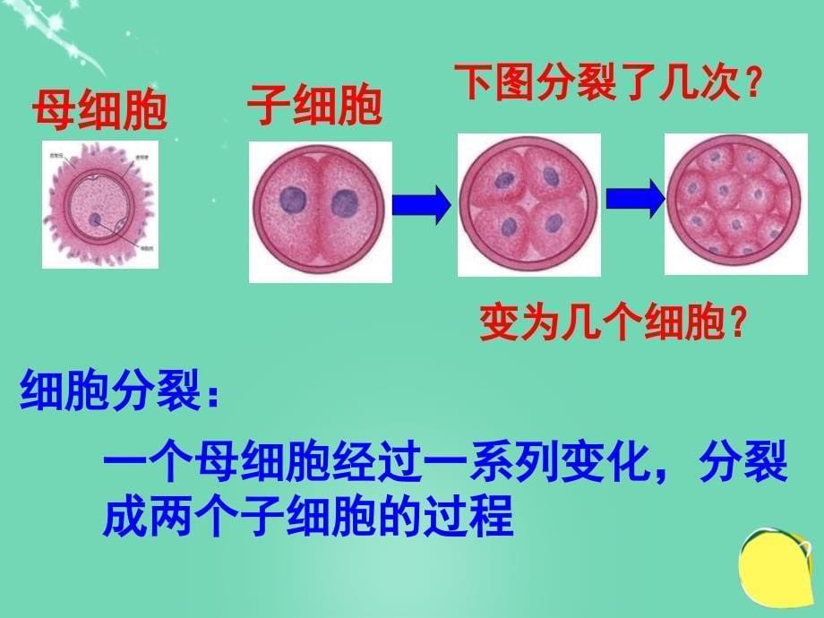 2018秋七年级科学上册 2.3《生物体的结构层次》（第1课时）课件 浙教版_第5页