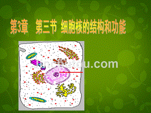 天津市梅江中学高中生物 第三章 第三节 细胞核的结构和功能课件 新人教版必修1