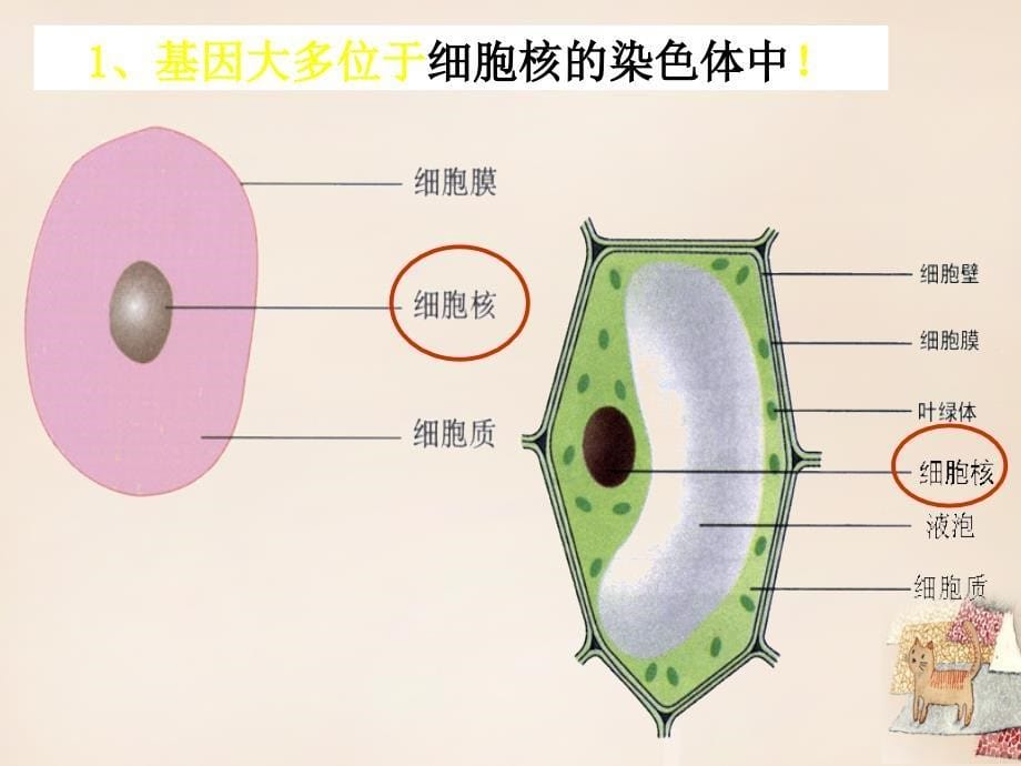 广东省台山市新宁中学八年级生物下册 第七单元 第二章 第二节 基因在亲子代间的传递课件 新人教版_第5页