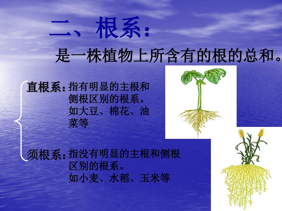 6.2 营养器官的生长 课件（北师大版七年级上）.ppt_第3页