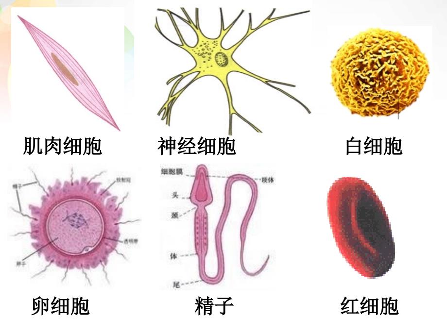 江苏省锡山高级中学高考生物一轮复习 细胞的多样性和统一性课件_第3页