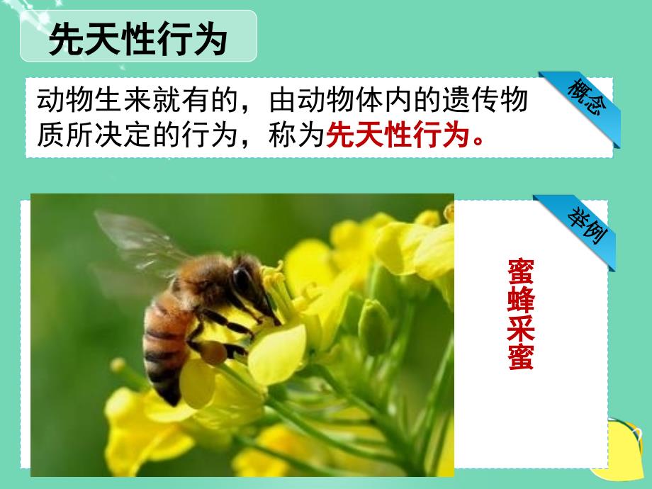 广东省东莞市八年级生物上册 第五单元 第二章 第二节 先天性行为和学习行为课件 （新版）新人教版_第4页