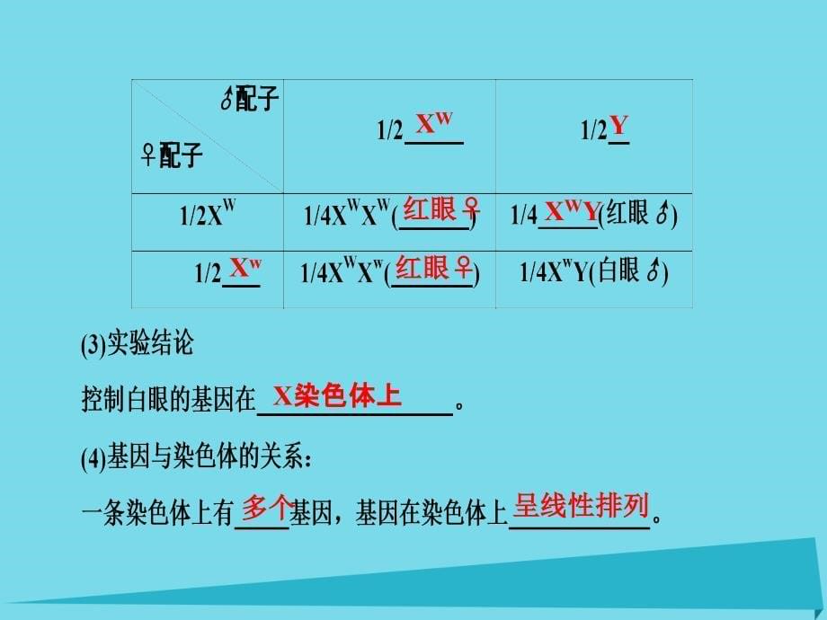 （通用版）2018版高考生物一轮复习 第5单元 遗传的基本规律 第3讲 基因在染色体上与伴性遗传课件_第5页