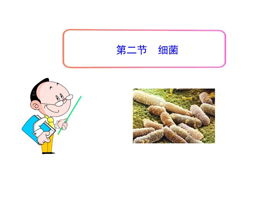 4.2细菌 课件5（生物人教版八年级上册）.ppt_第1页