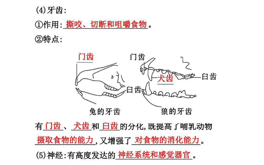 5.1.7哺乳动物 课件（新人教版八年级上）.ppt_第3页