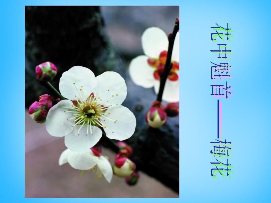 甘肃省瓜州县第二中学七年级生物上册 第5章 第5节 植物的开花和结果课件1 苏教版_第4页