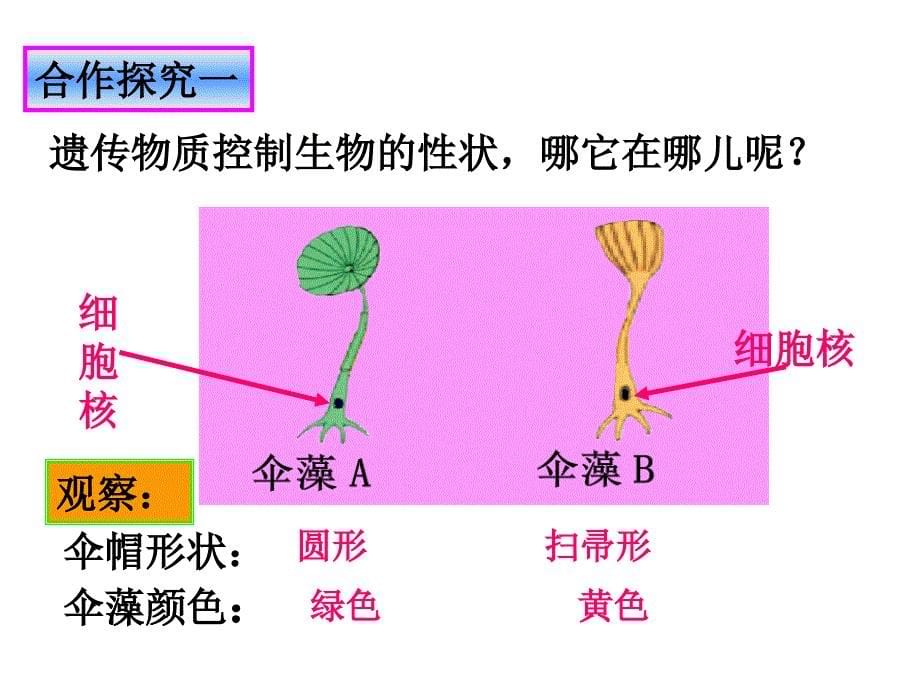 4.1遗传的物质基础 课件5（生物济南版八年级上册）.ppt_第5页