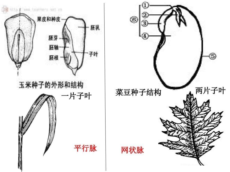 6.1尝试对生物进行分类 课件3（新人教版八年级上）.ppt_第5页