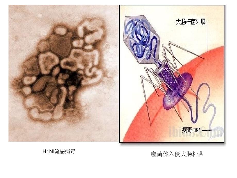 5.4.4 微生物在生物圈中的作用 课件 济南版七年级上.ppt_第2页