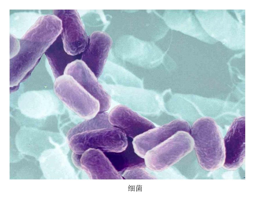 5.4.4 微生物在生物圈中的作用 课件 济南版七年级上.ppt_第3页