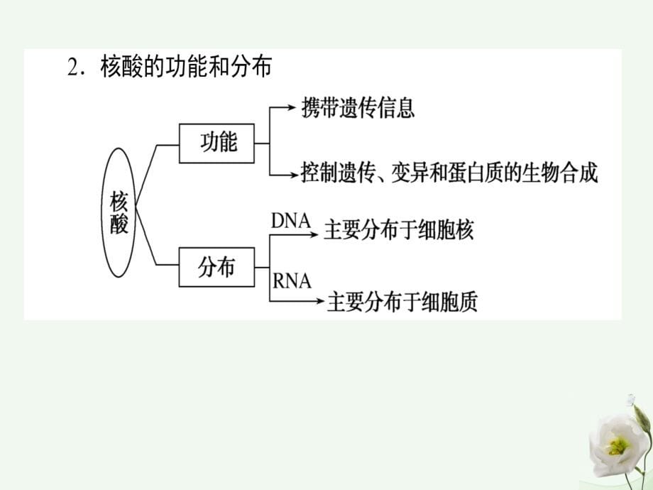 2018高考生物一轮复习构想第一单元细胞的分子组成基础落实案4遗传信息的携带者__核酸细胞中的糖类脂类课件新人教版必修_第5页