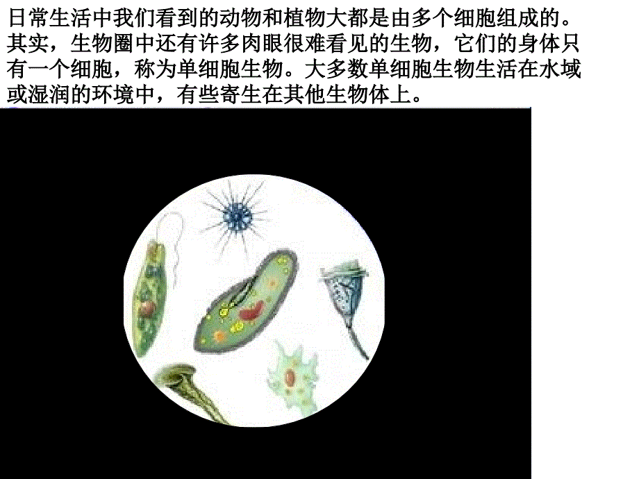4.1 单细胞生物体 课件 (7).ppt_第3页