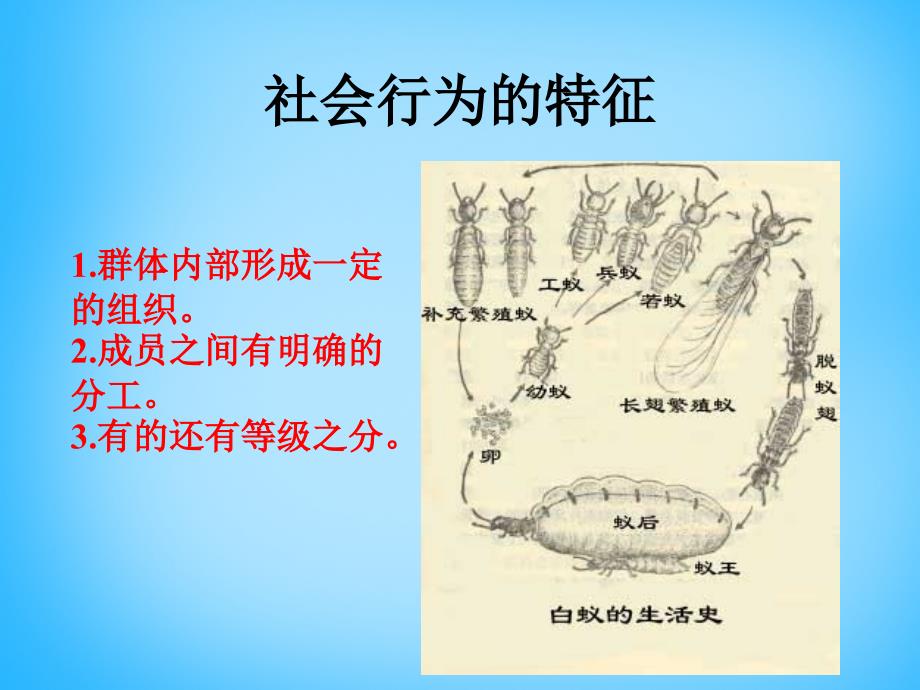 北京市和平北路学校八年级生物上册《5.2.3 社会行为》课件 新人教版_第4页