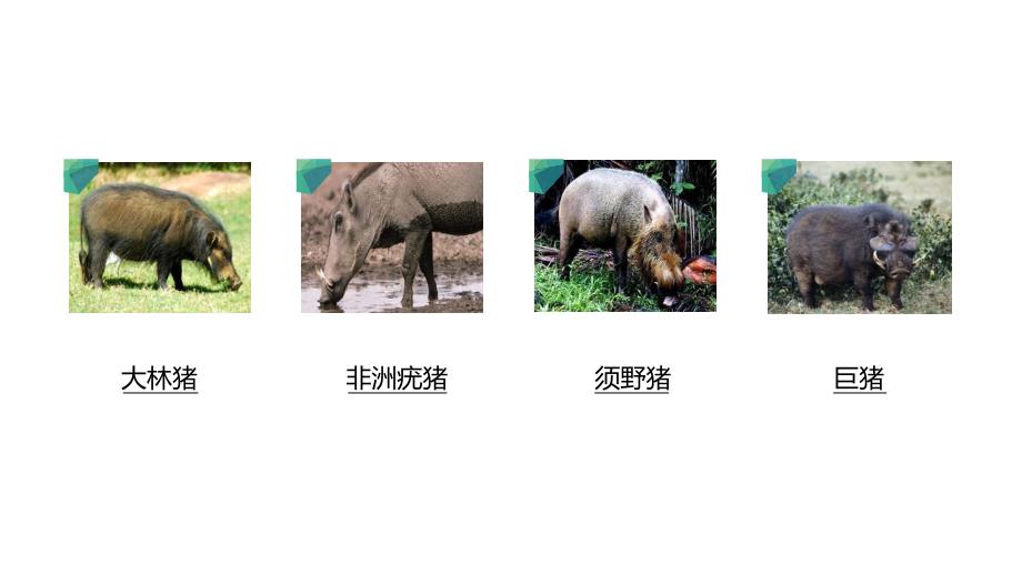 猪的进化 The evolution of the pig.pptx_第4页