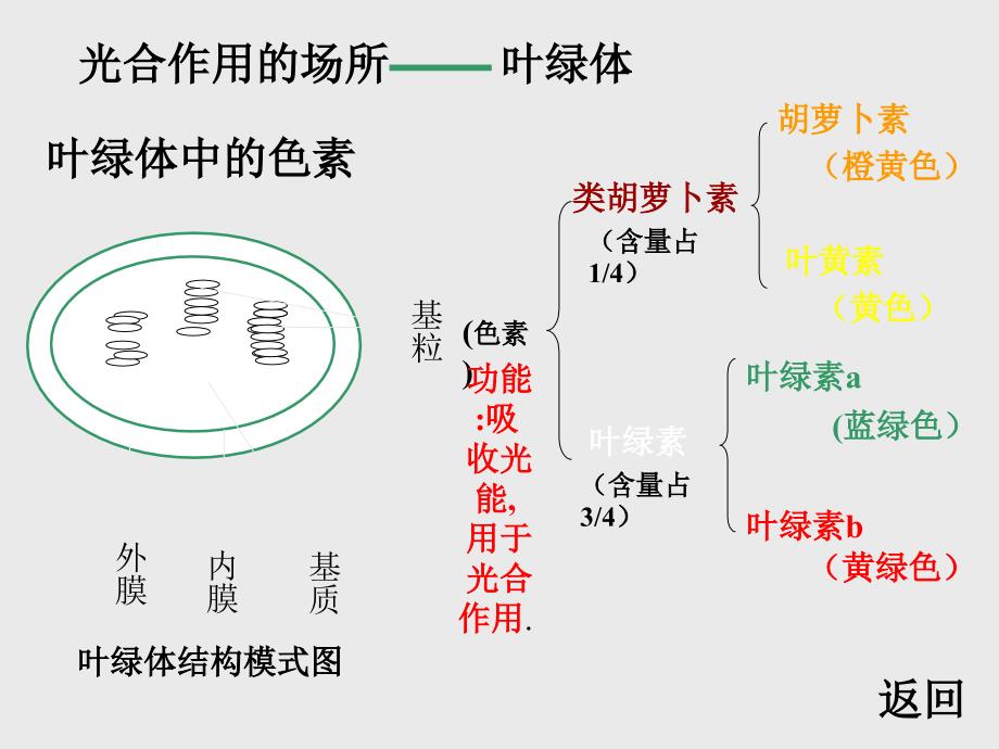 6.2 植物光合作用的场所 课件 (4).ppt_第4页