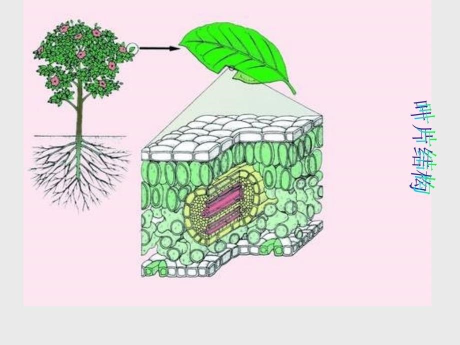 6.2 植物光合作用的场所 课件 (4).ppt_第5页