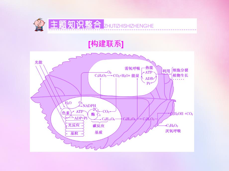 2018高考生物一轮复习 第三单元 细胞的代谢主题串记（二）课件 浙教版必修1_第2页