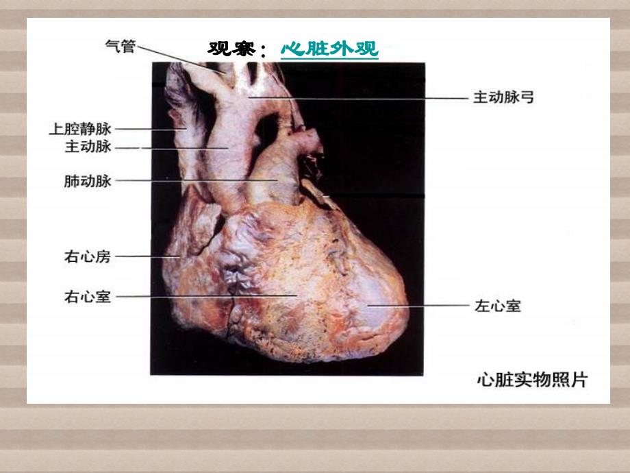 4.3输送血液的泵心脏 课件4（人教版七年级下）.ppt_第2页