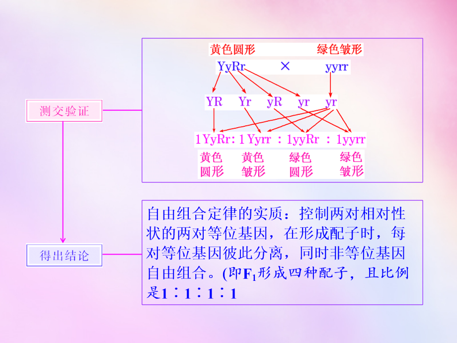 2018高考生物一轮复习 第一单元 第二讲 自由组合定律课件 浙教版必修2_第4页