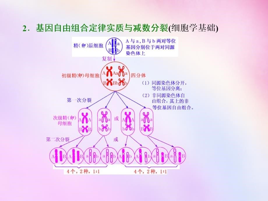 2018高考生物一轮复习 第一单元 第二讲 自由组合定律课件 浙教版必修2_第5页