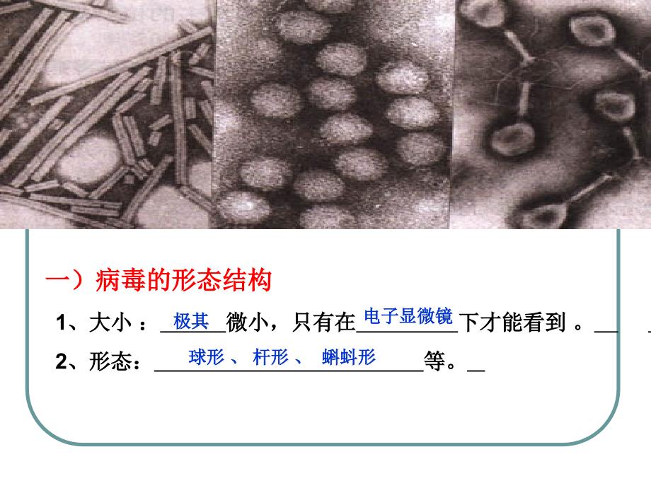 5.1.3 病毒 课件 济南版七年级上.ppt_第4页