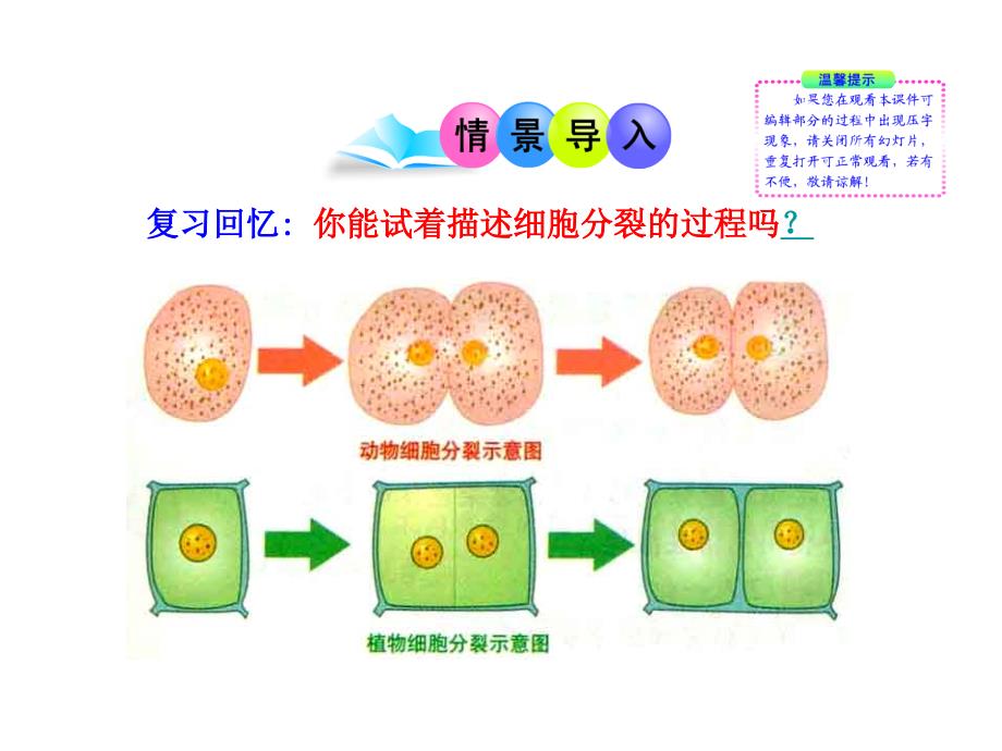 4.1.5 细胞分化形成组织 课件 北师大七年级上.ppt_第2页