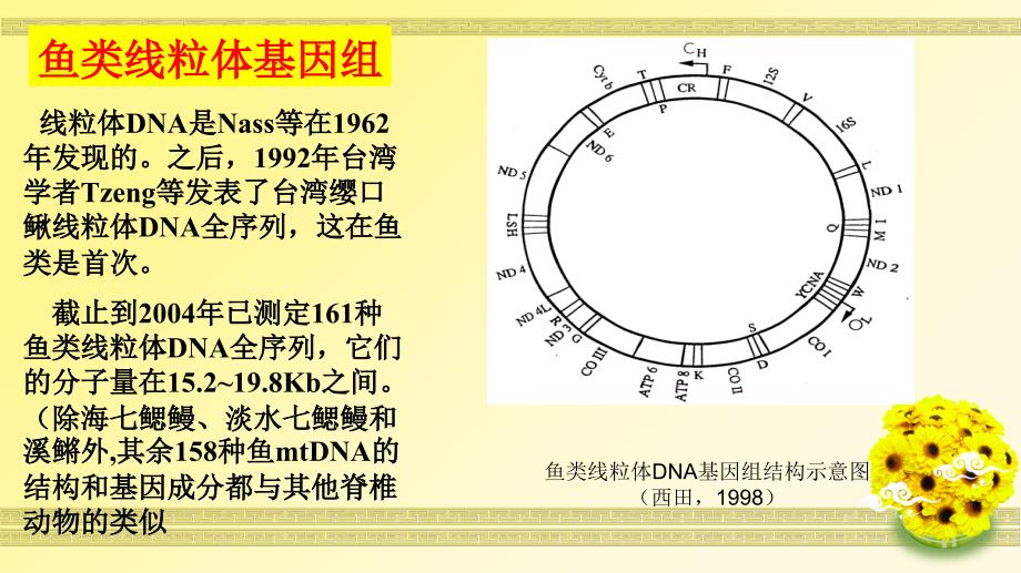 最新鱼类线粒体DNA的遗传分析研究.ppt_第3页