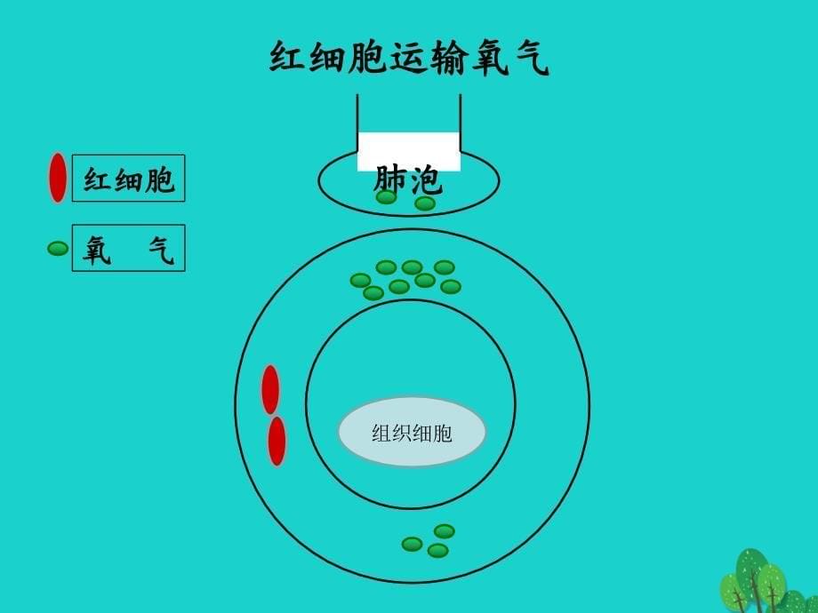 内蒙古鄂尔多斯市康巴什新区第二中学2017-2018学年八年级生物下册 第一轮复习 十二 血液和血管 七年级下册课件 新人教版_第5页