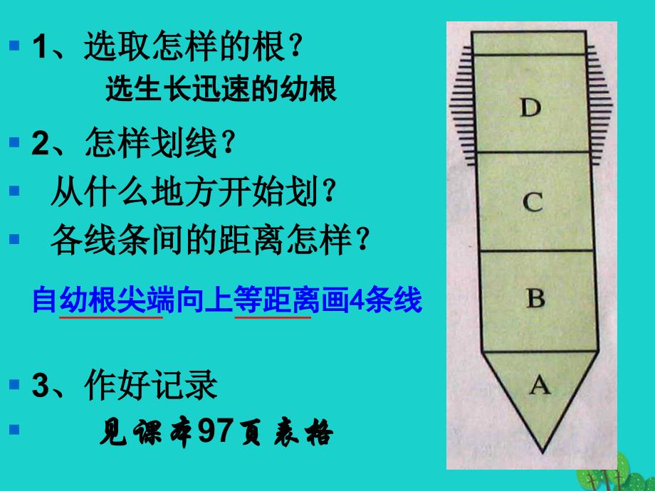 湖南省耒阳市冠湘中学七年级生物上册 3.2.2 植株的生长课件 （新版）新人教版_第3页