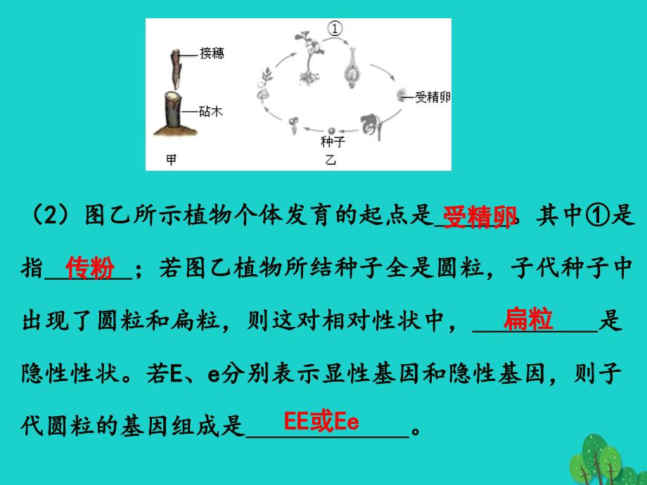 内蒙古鄂尔多斯市康巴什新区第二中学2017-2018学年八年级生物下册 第二轮复习 专题六 生物圈中生命的延续和发展课件 新人教版_第3页