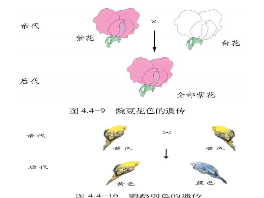 4.2性状的遗传 课件8（生物济南版八年级上册）.ppt_第5页